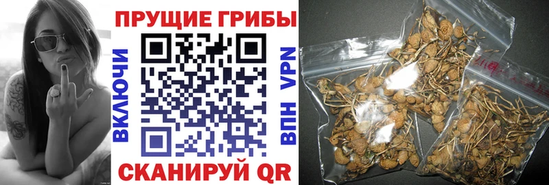 что такое   Лахденпохья  кракен сайт  Галлюциногенные грибы Psilocybine cubensis 